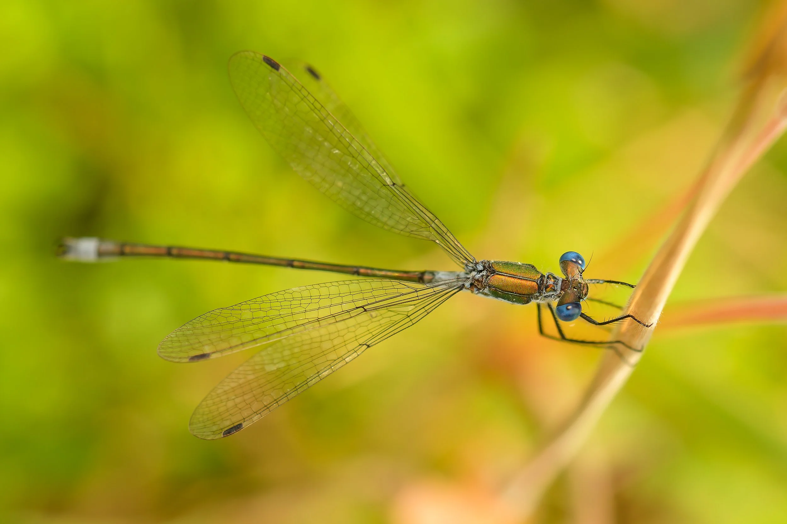 DSC_3788_libelle.jpg
