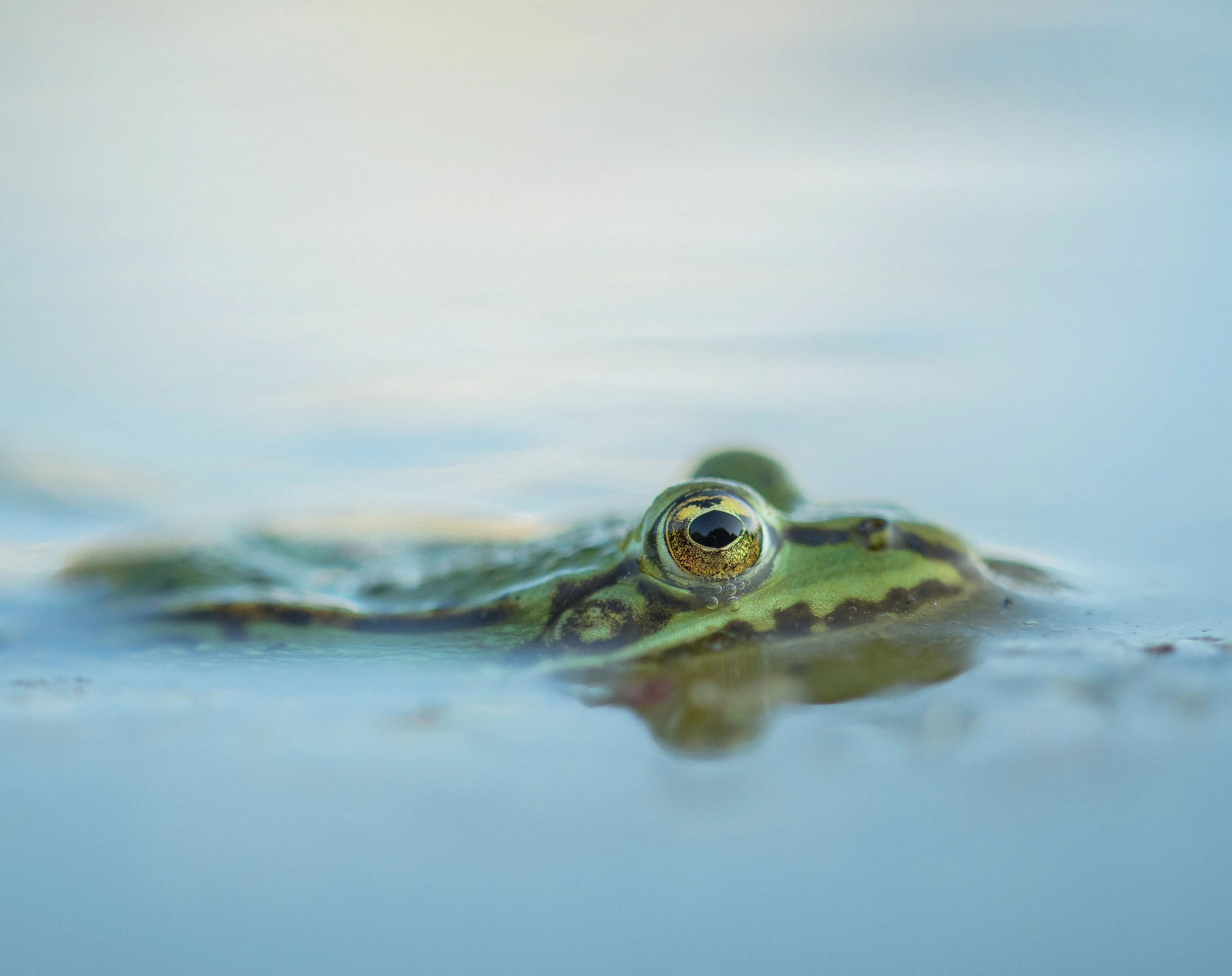 DSC_0821_teichfrosch.jpg