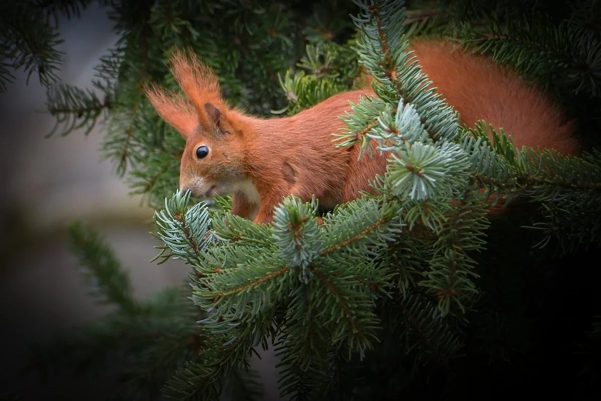 DSC_9394_eichhoernchen.jpg