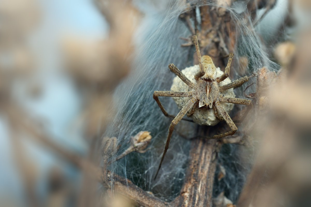 DSC_8896_hp.jpg