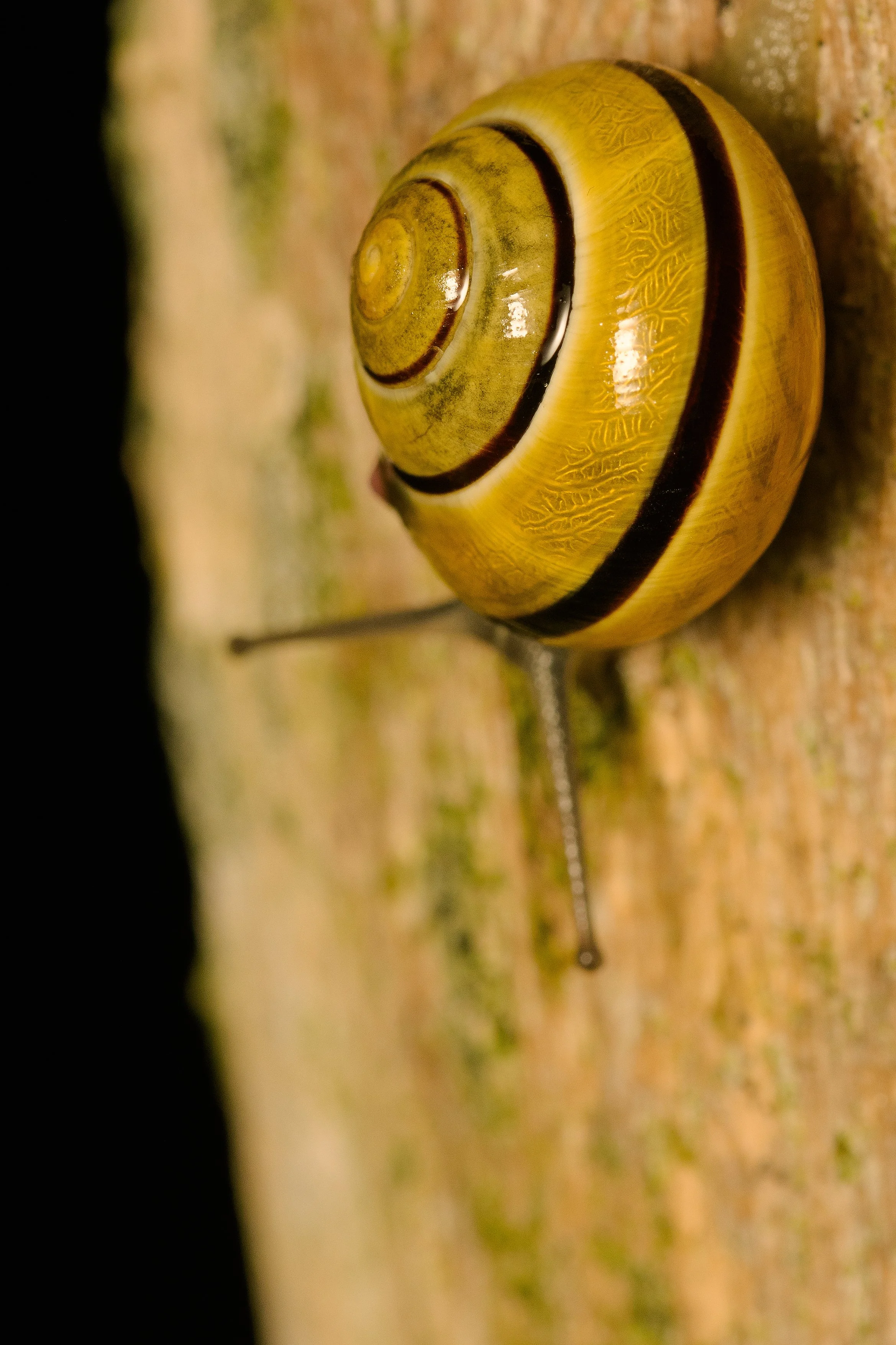 DSC_3039_schnecke_2.jpg