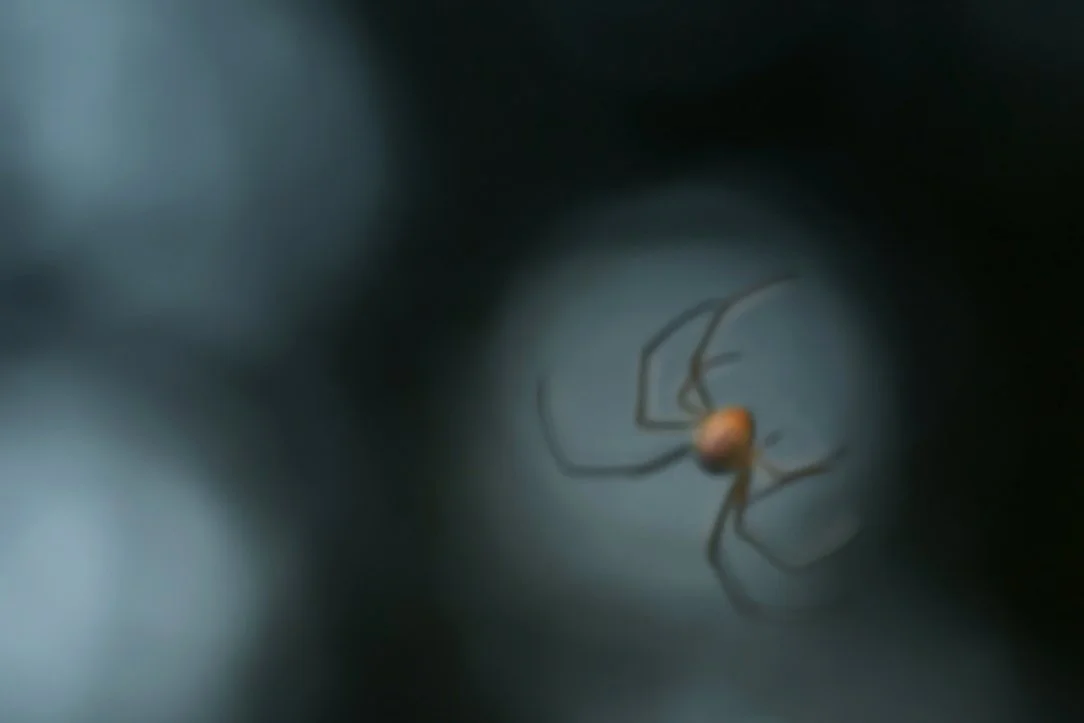 spider_natur_berlin.jpg