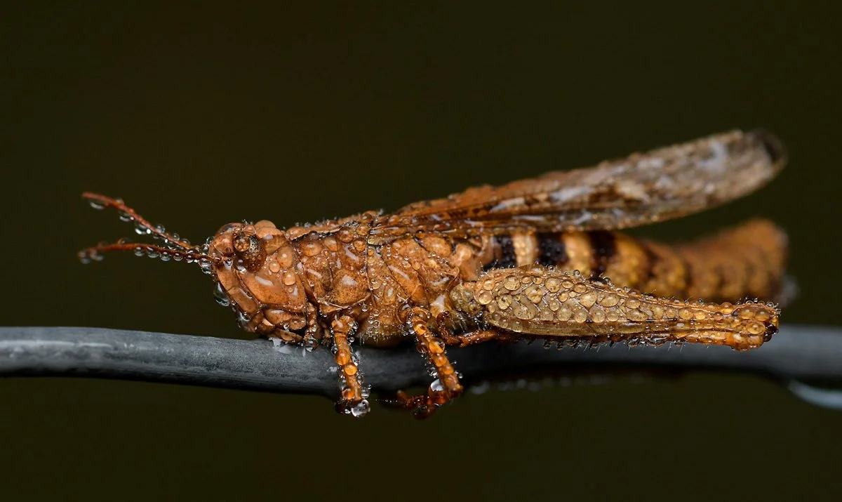 DSC_1731_hp.jpg