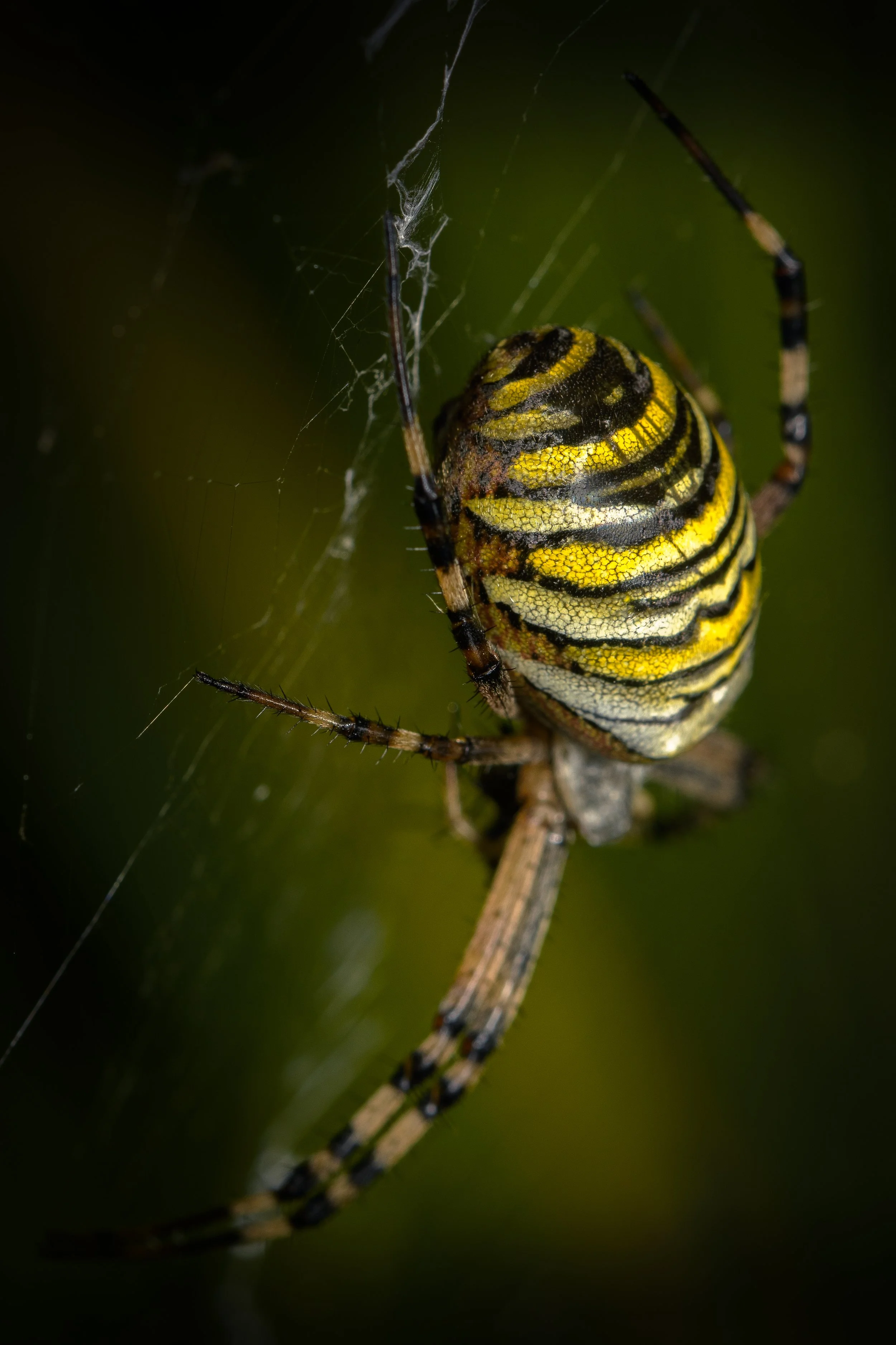 DSC_2916_wespenspinne.jpg
