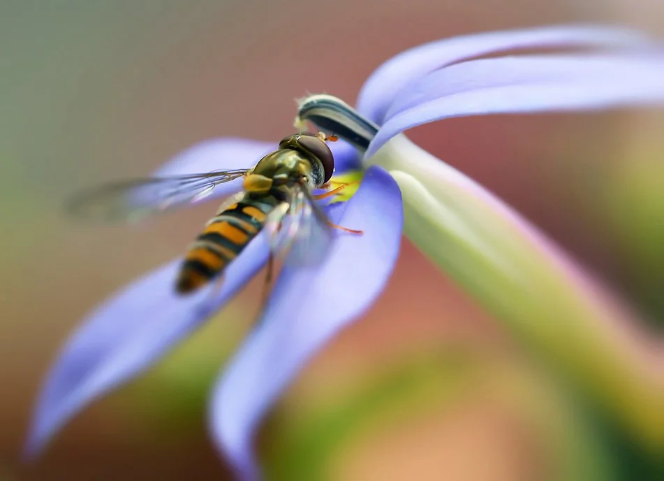 schwebfliege_natur_berlin.jpg