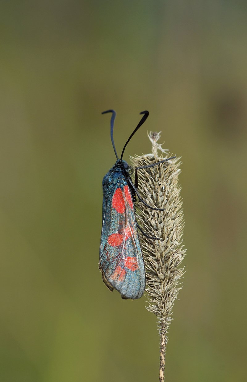 widderchen_natur_wernsdorfersee_brandenburg.jpg
