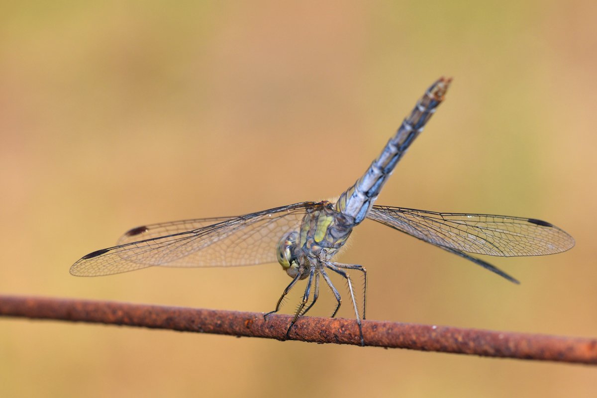 DSC_1011_hp.jpg