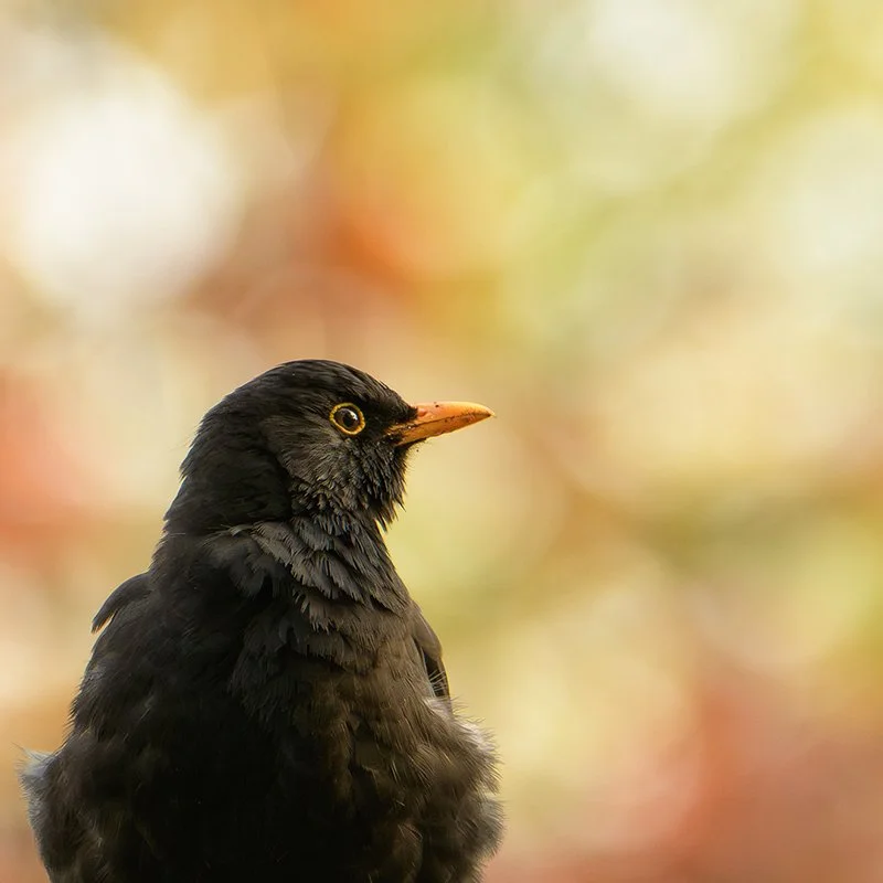 DSC_6706_amsel_hp.jpg
