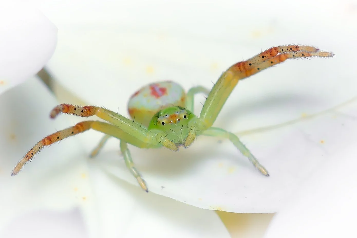 DSC_2932_krabbenspinne_4.jpg