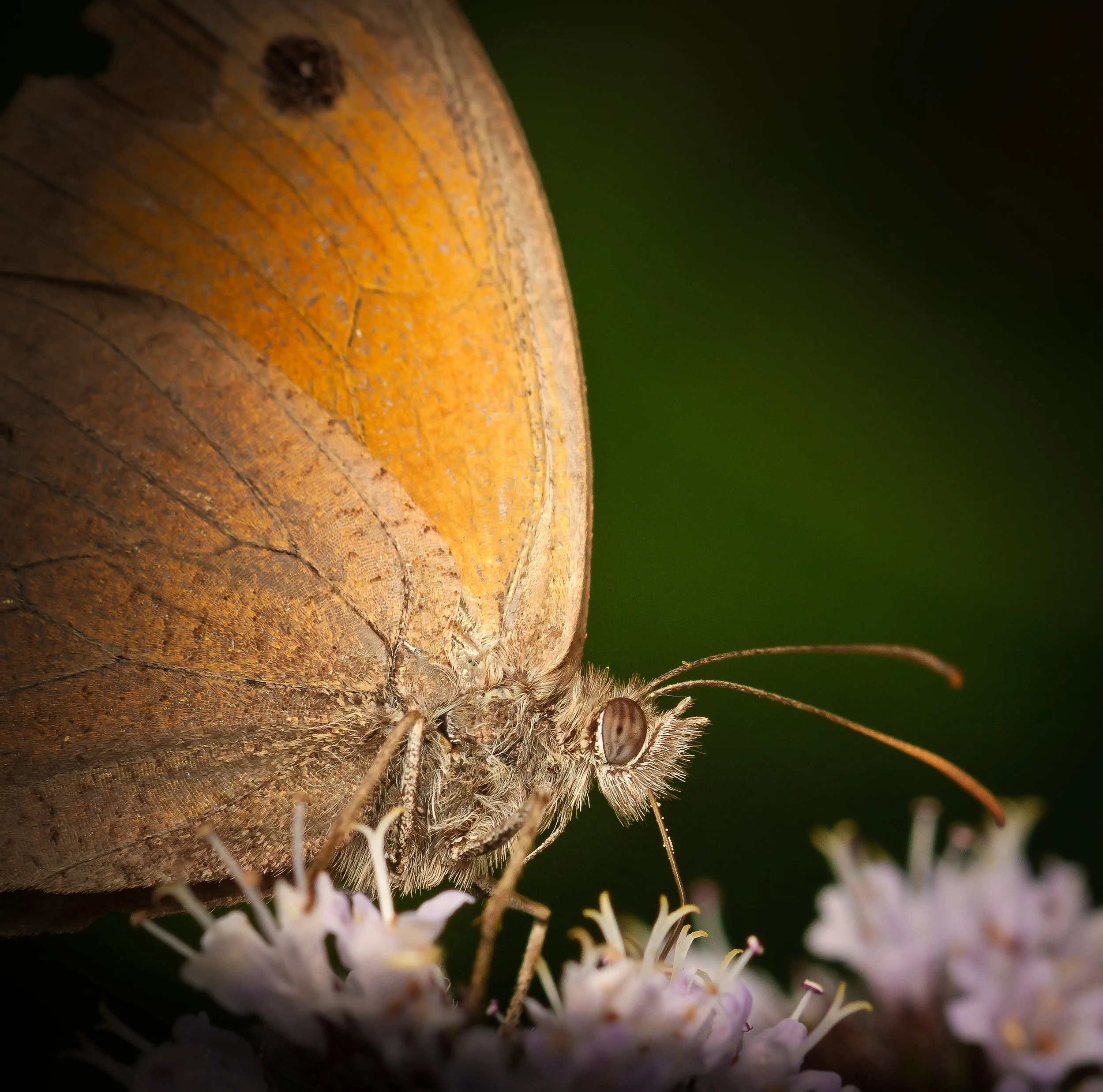 DSC_3080_schmetterling.jpg