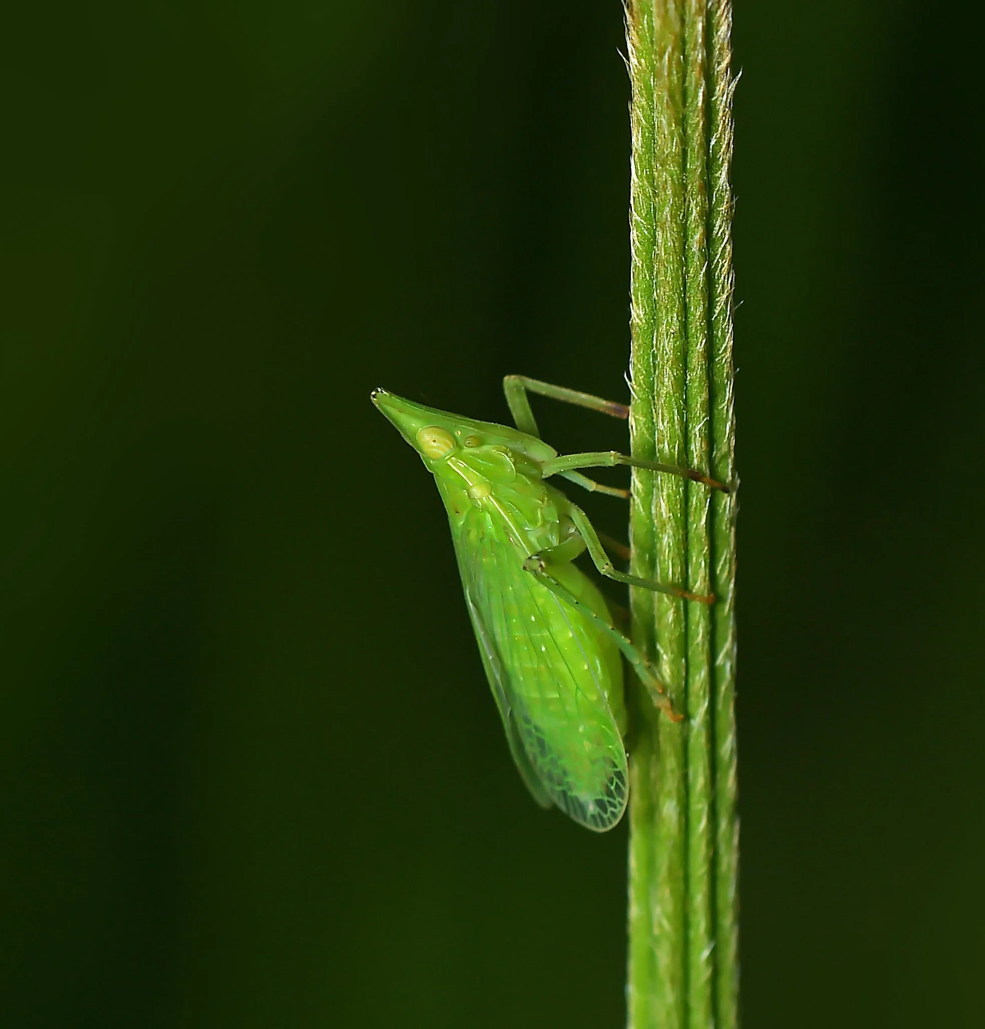 DSC_2290.jpg