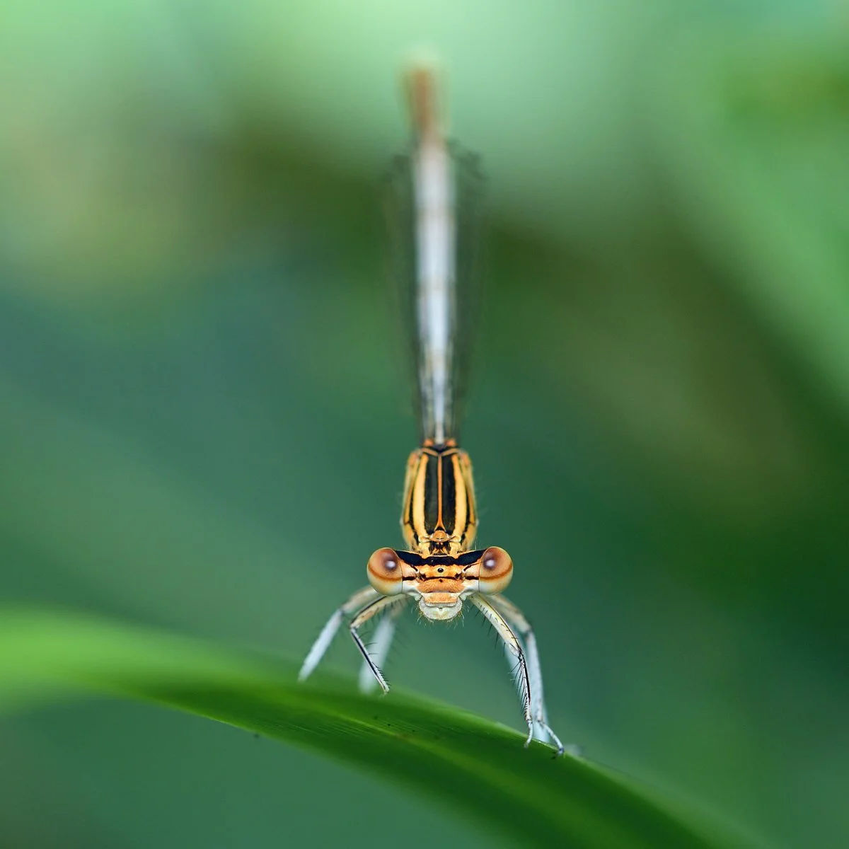 damselfly.jpg