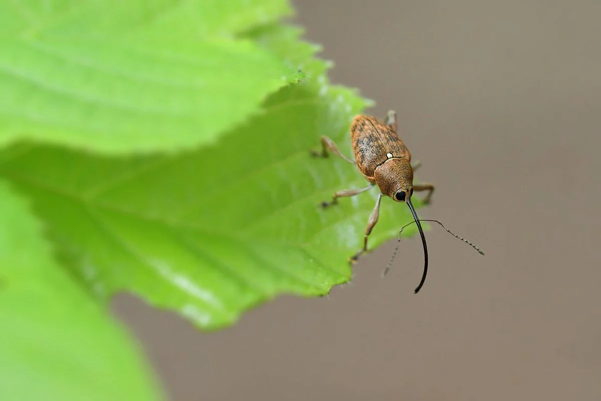 weevil_nature_berlin_01.jpg