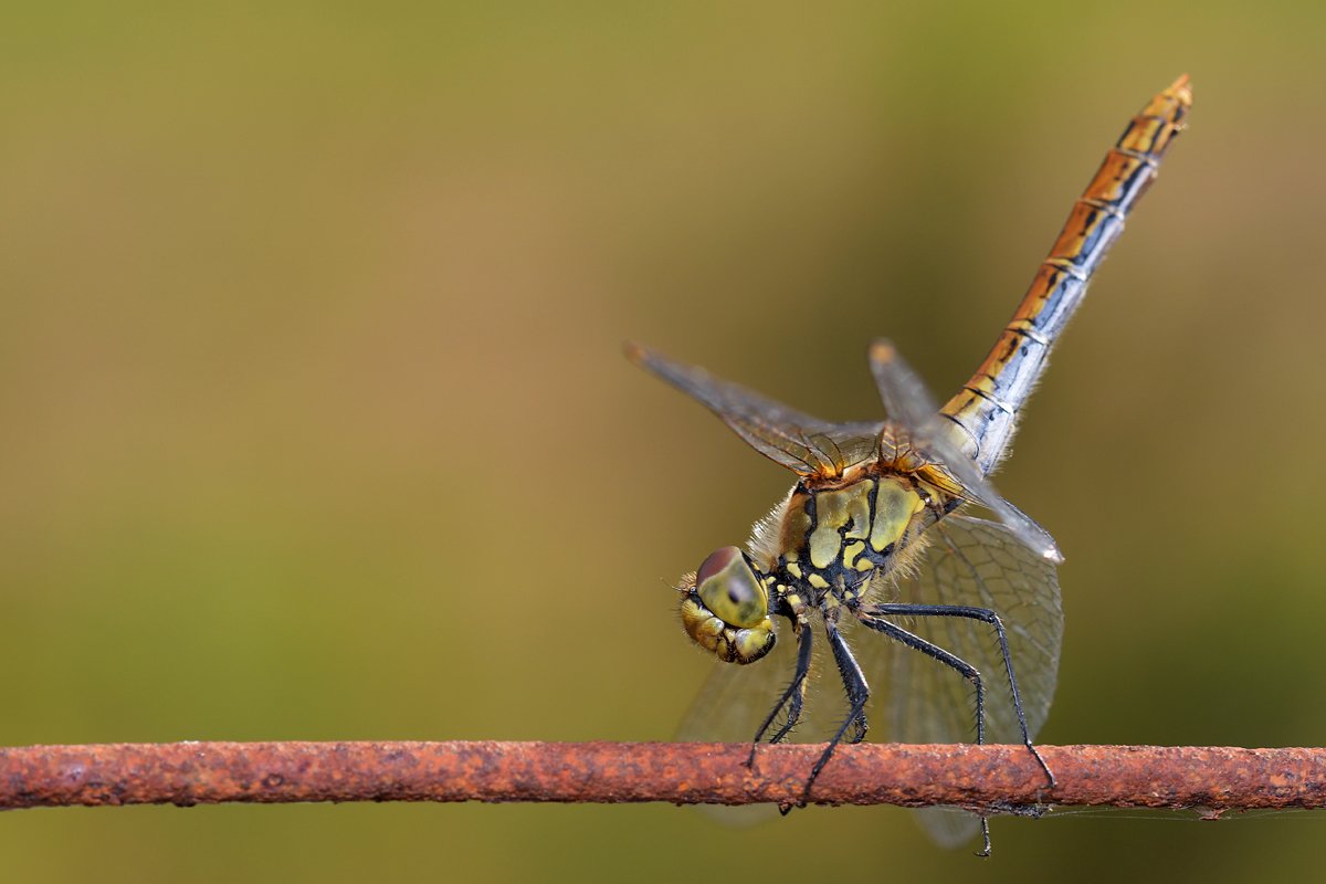 DSC_1025_hp.jpg
