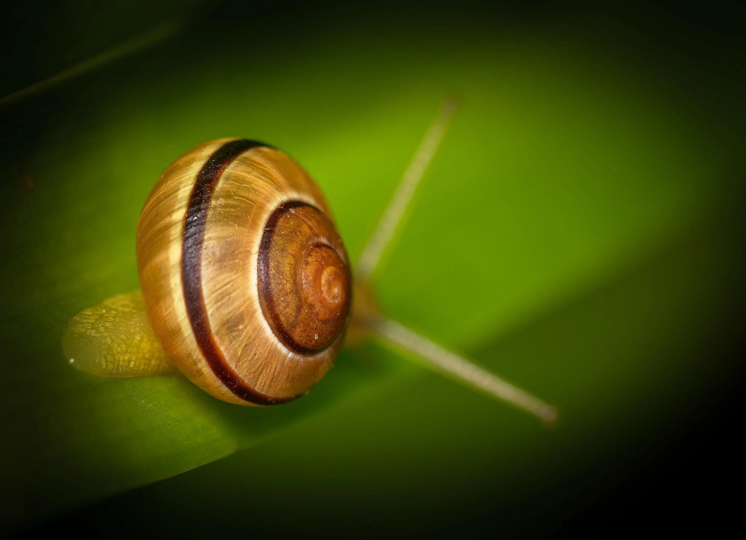 DSC_1317_schnecke2.jpg