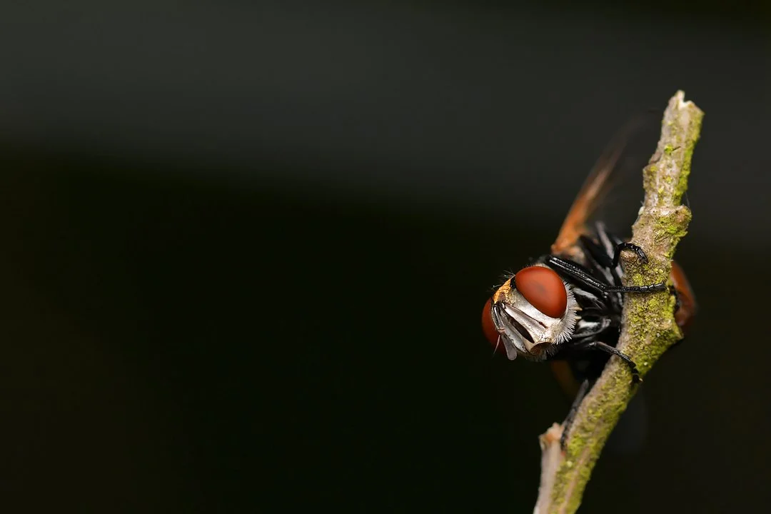 DSC_8708_hp.jpg