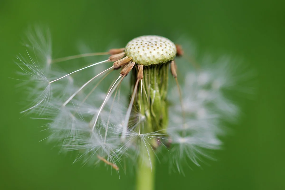 pusteblume_natur_berlin.jpg