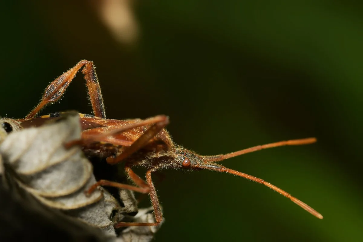 bug_nature_brandenburg.jpg