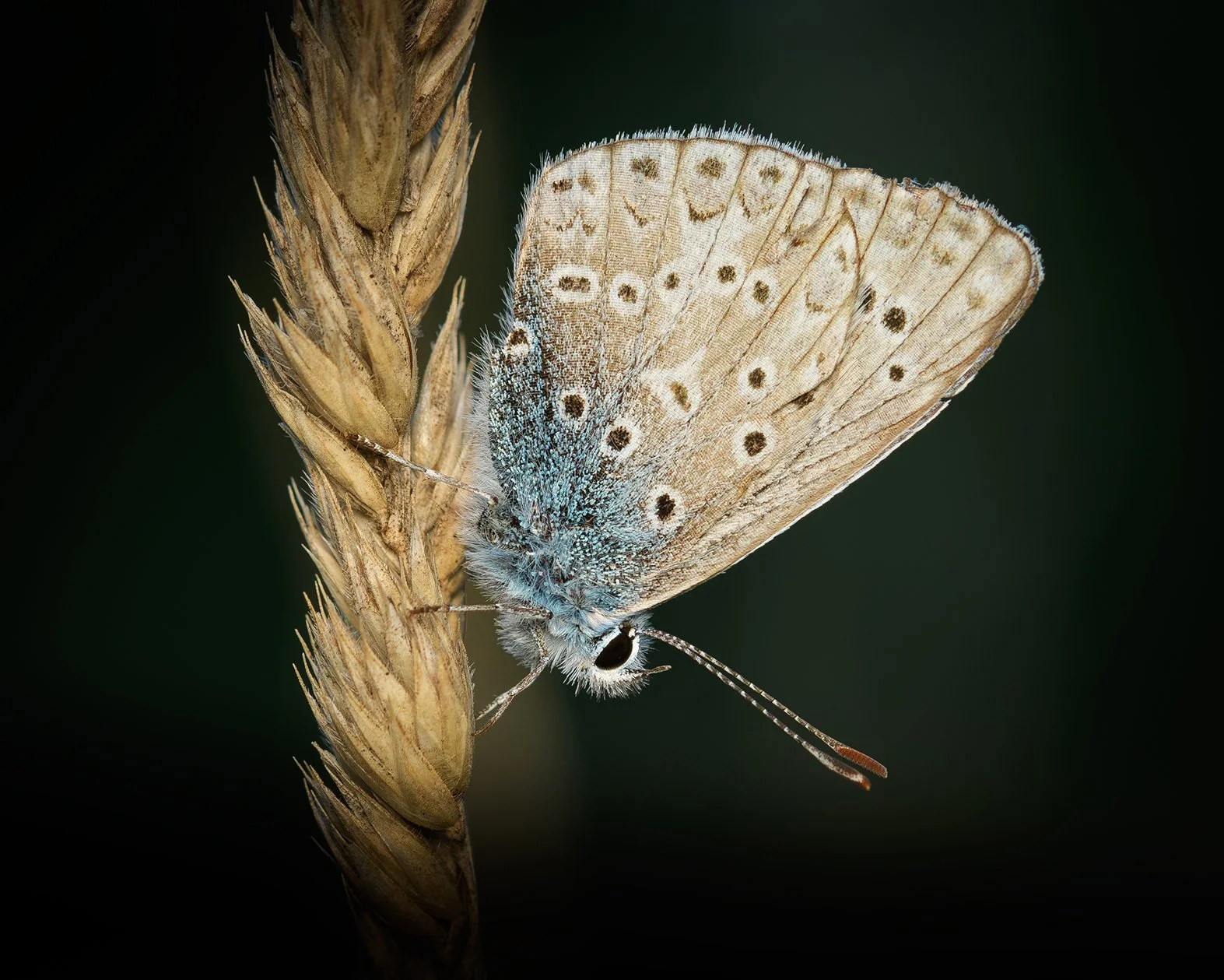 DSC_7368.jpg