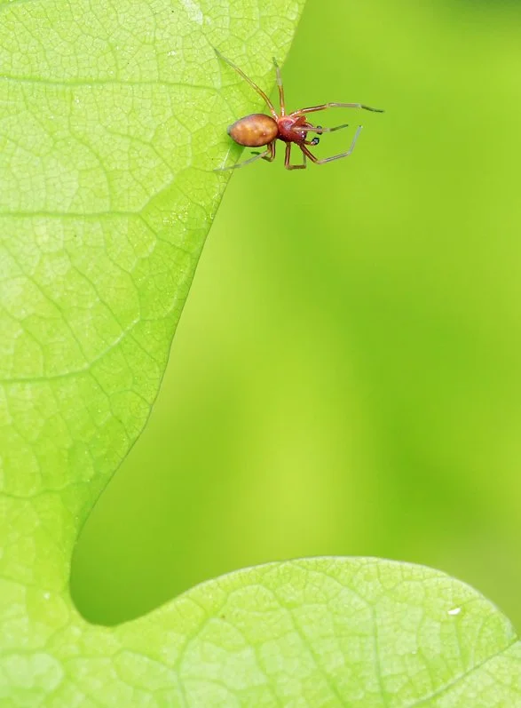 spider_nature_berlin_.jpg