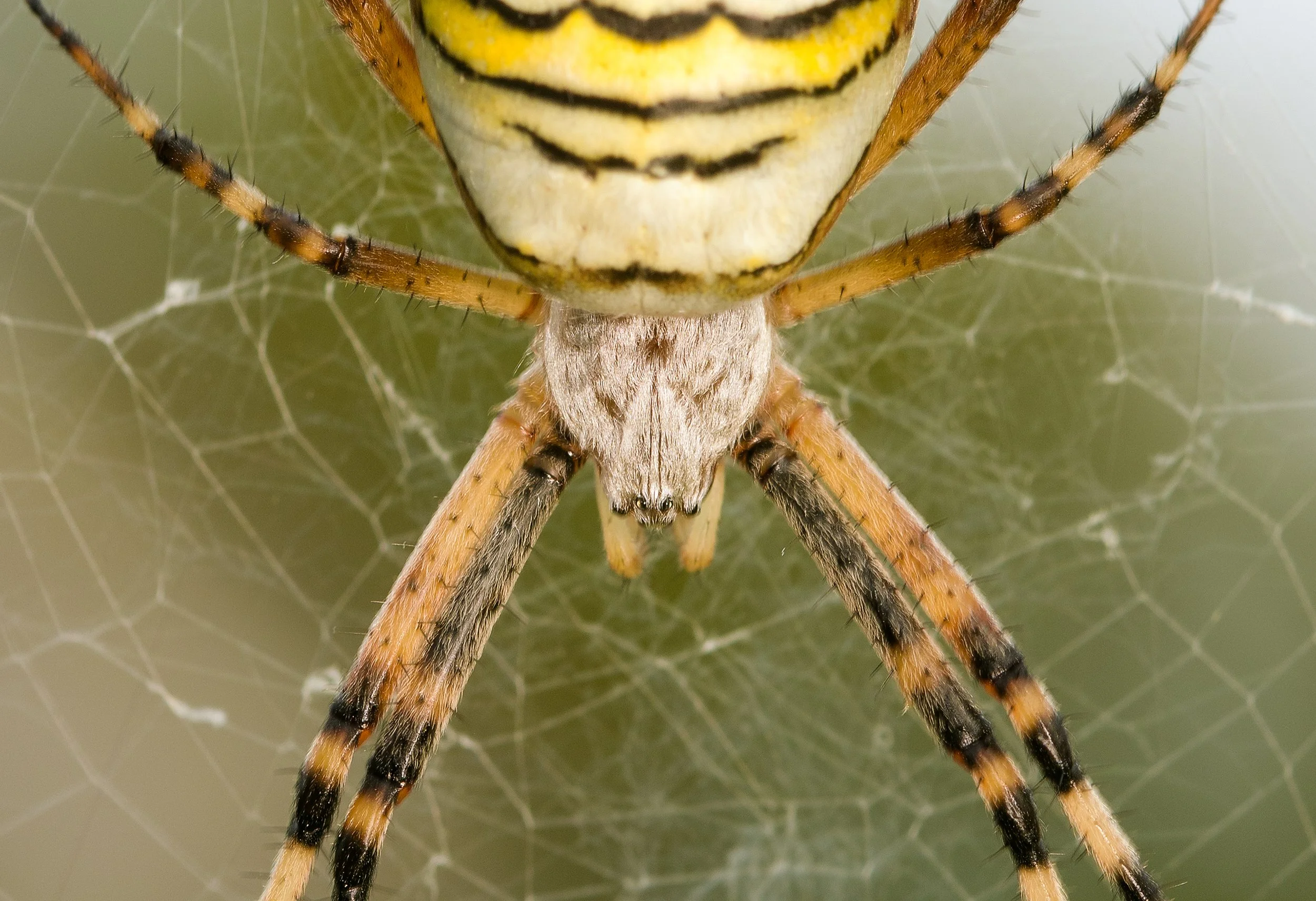 DSC_3603_wespenspinne.jpg