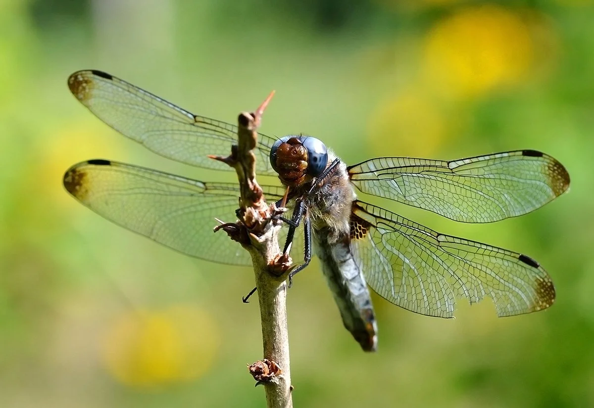 dragonfly_nature_klostersee_brandenburg.jpg