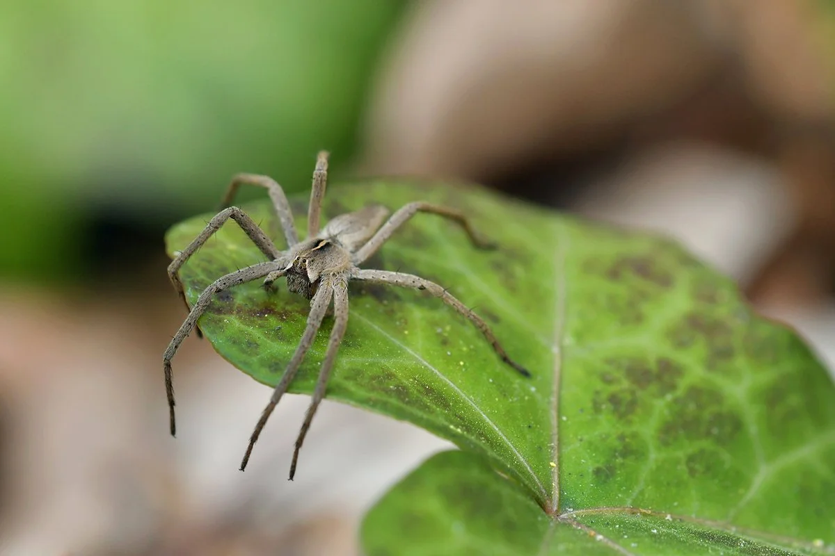 spider_nature_berlin_koepenick.jpg