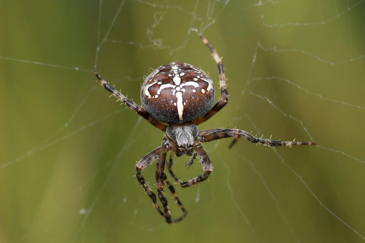DSC_1960_hp.jpg