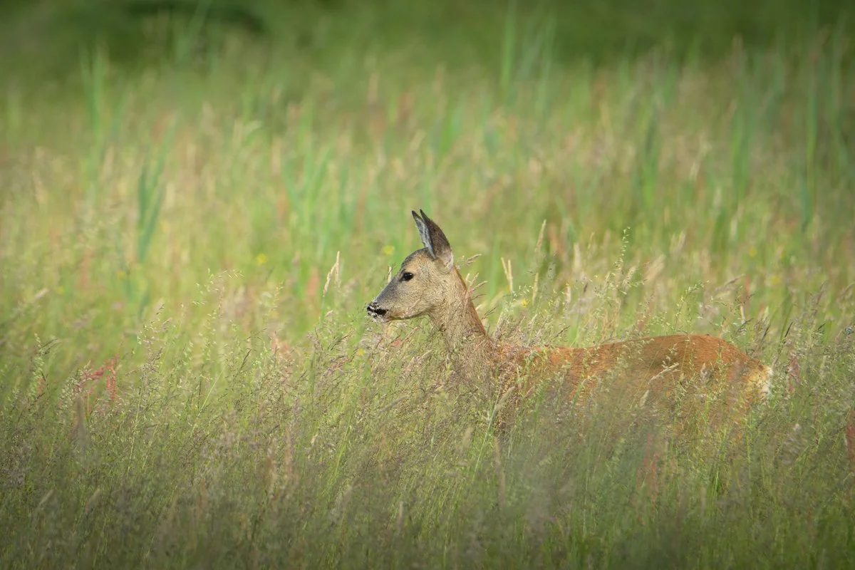 DSC_5053_reh.jpg