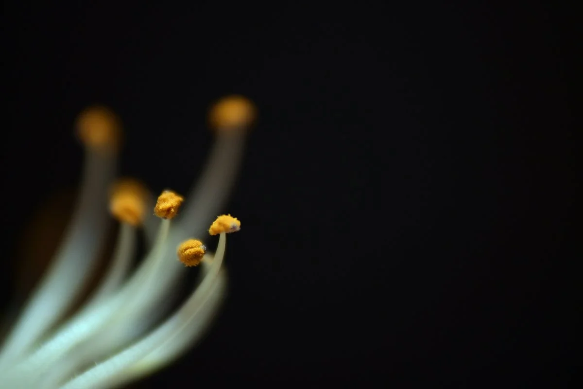 DSC_4479_hp.jpg