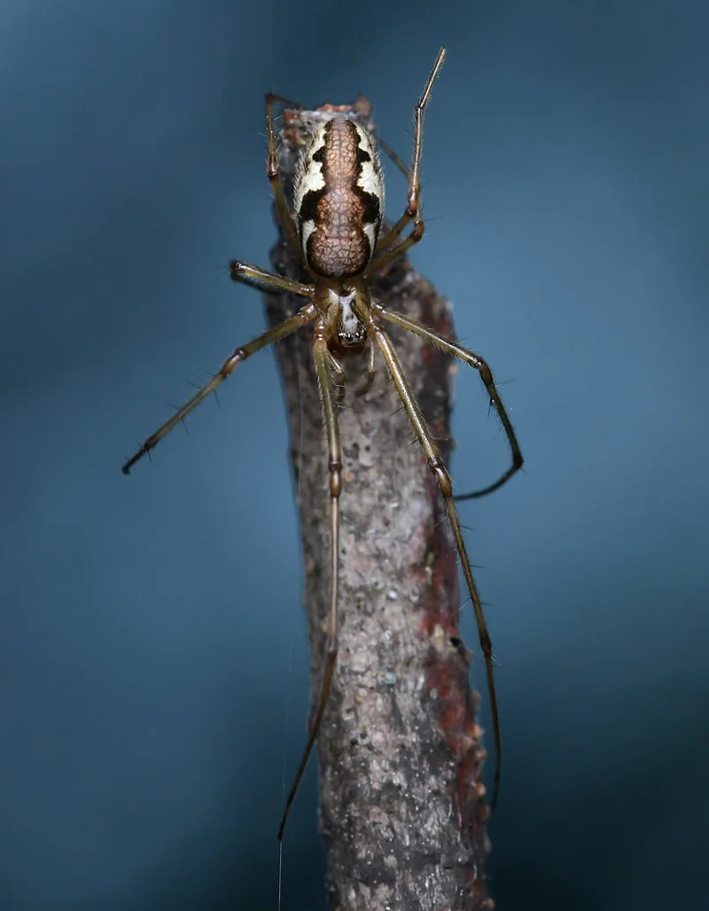 spinne_natur_berlin.jpg