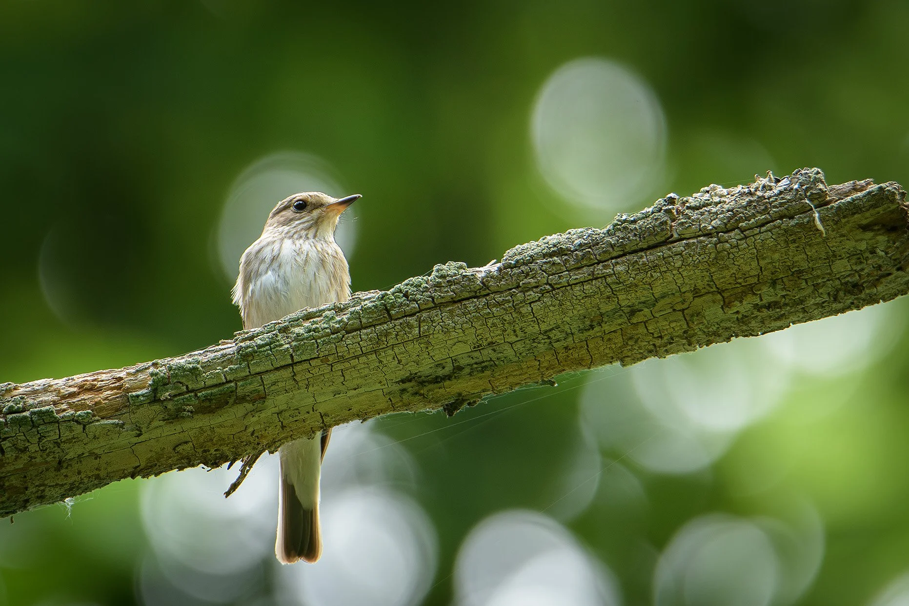DSC_4971_grauschnaepper_ig.jpg