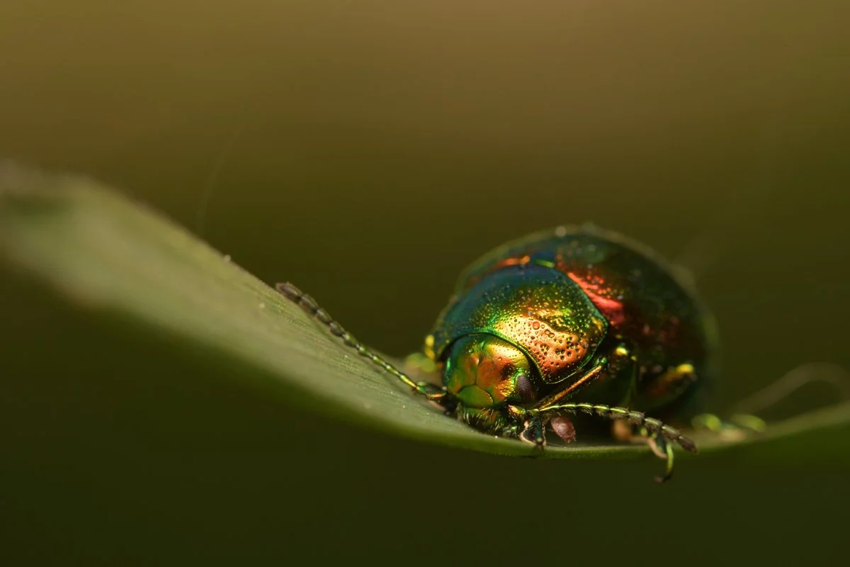 beetle.jpg