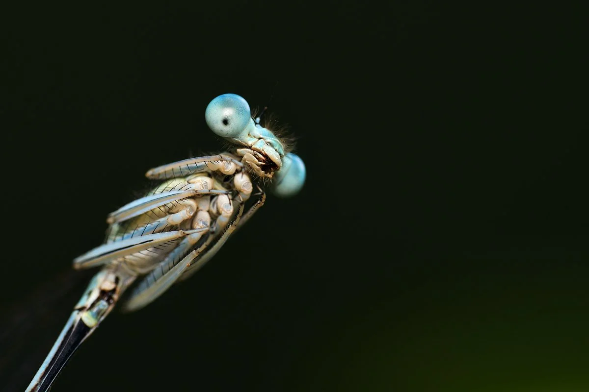 DSC_6168_00001.jpg