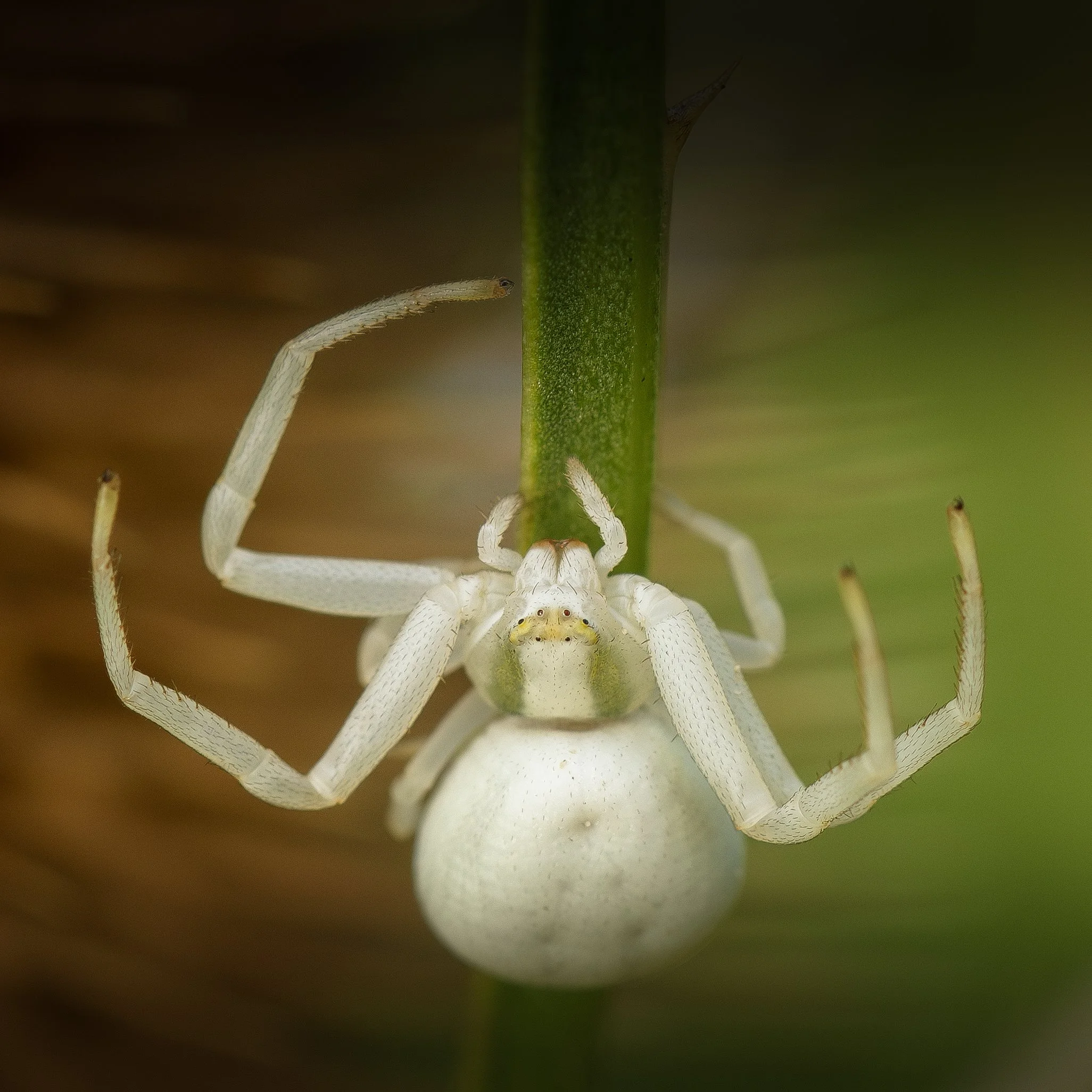 DSC_9908_veraenderlichekrabbenspinne3.jpg