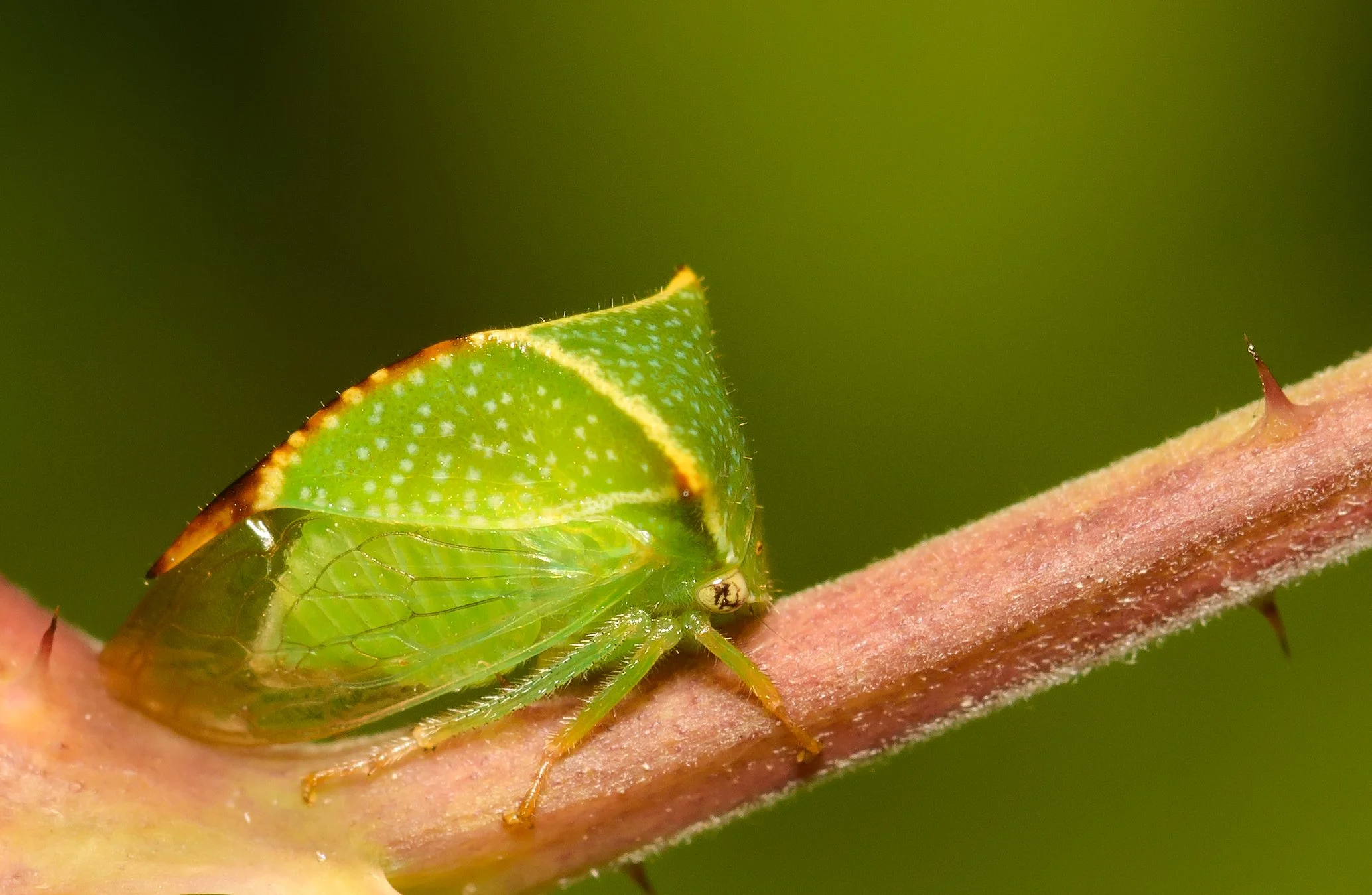 DSC_2830_zikade.jpg