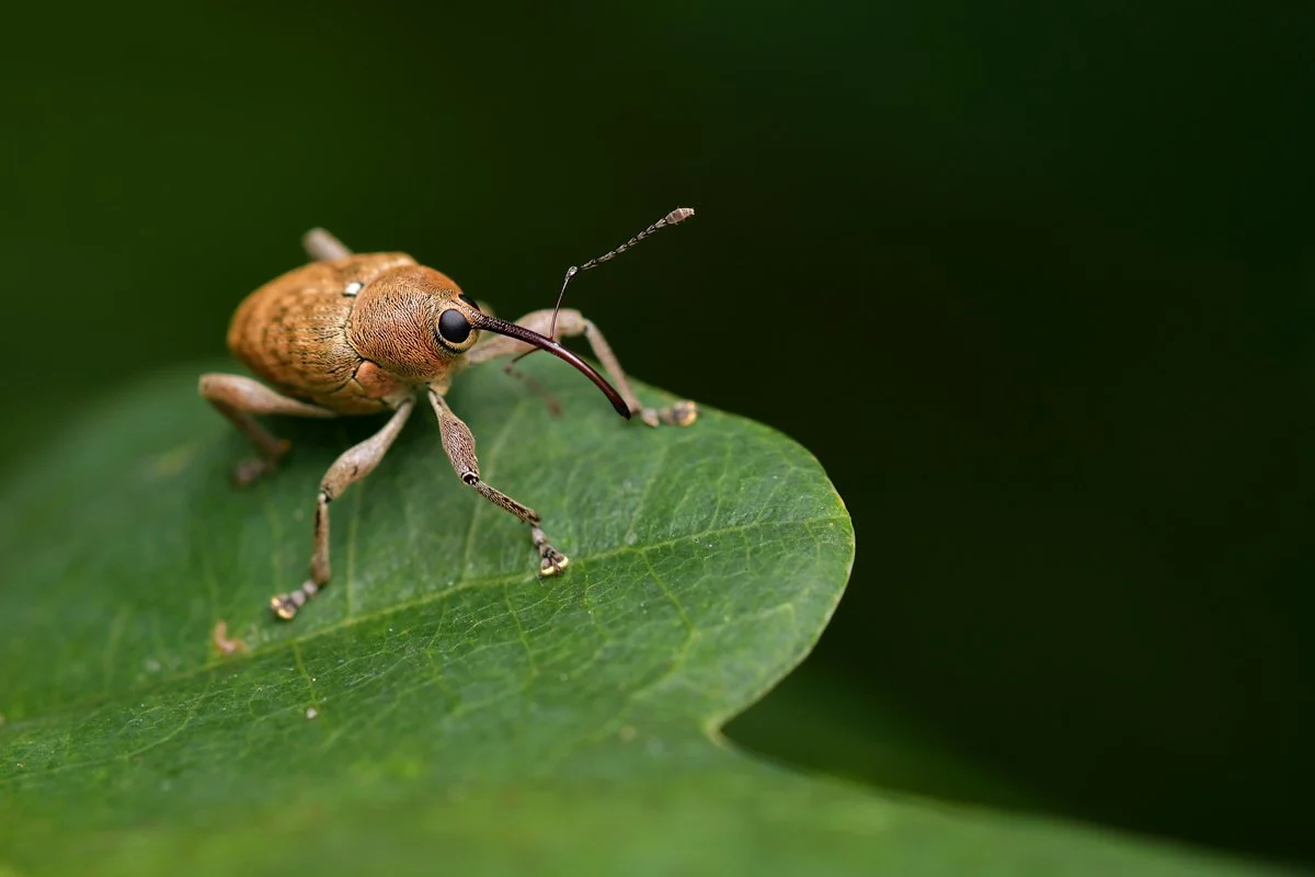weevil_nature_berlin_03.jpg