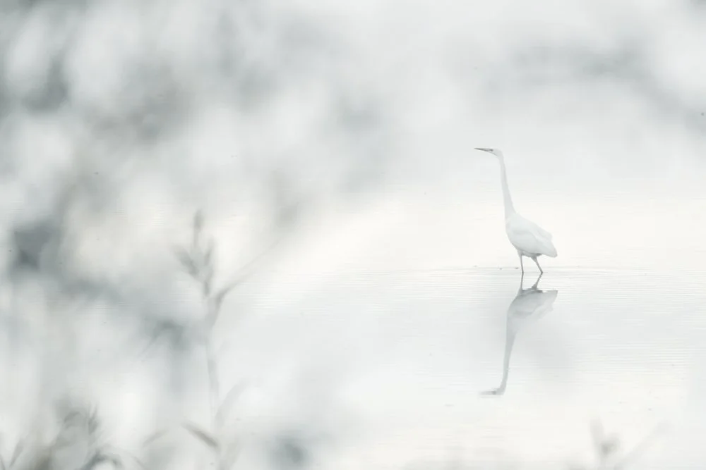 Egret_Nature_Brandenburg_01.jpg
