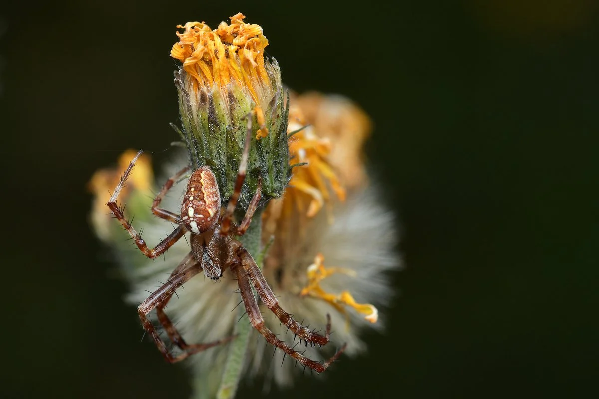 DSC_1075_hp.jpg