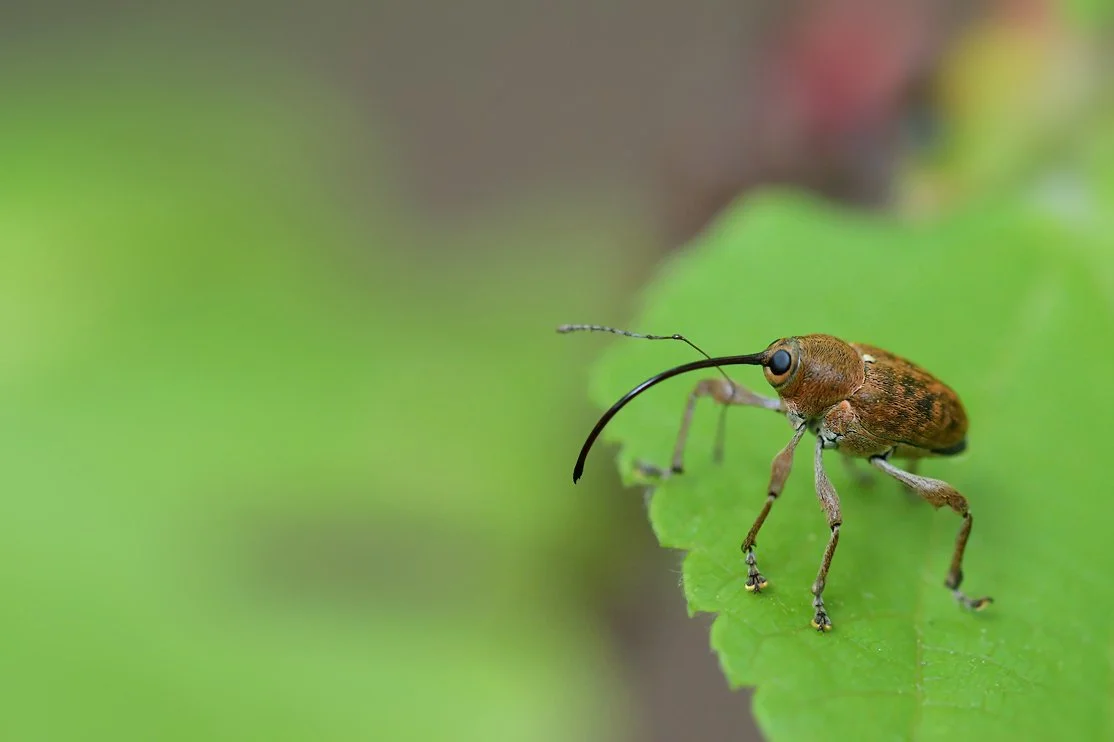 weevil_nature_berlin_02.jpg