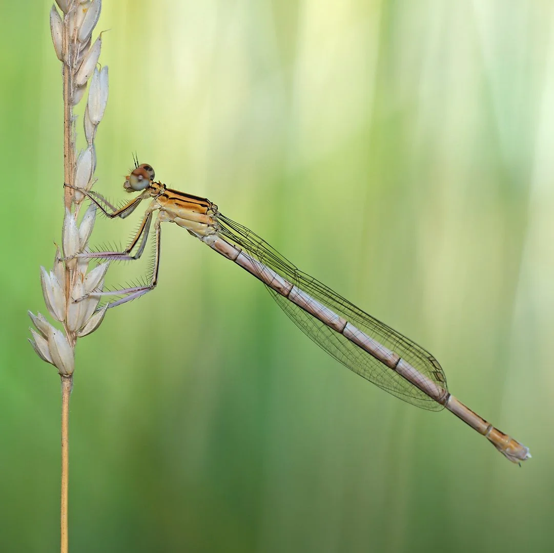 damselfly_2.jpg