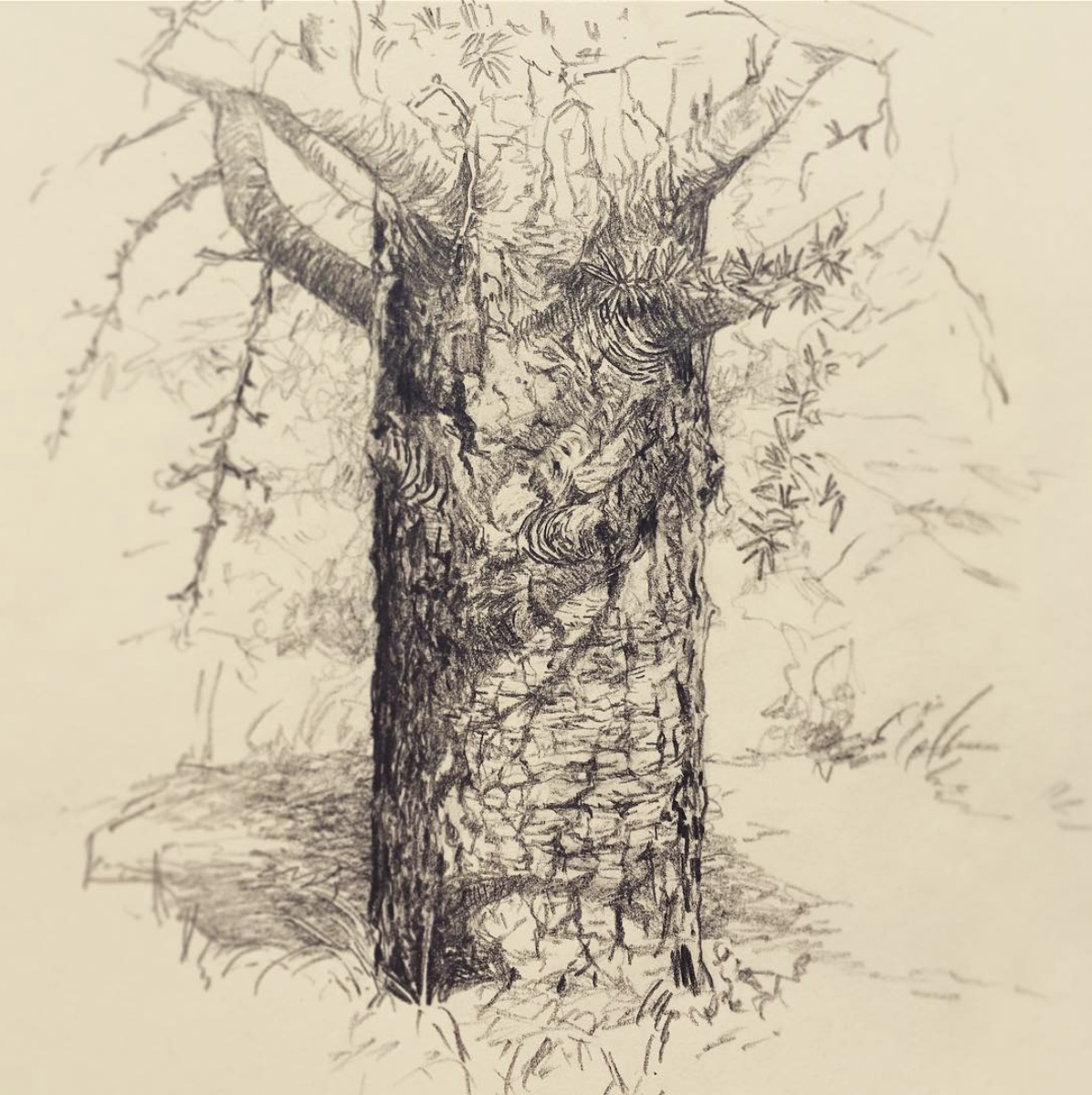 Tree from life, pencil, 2017