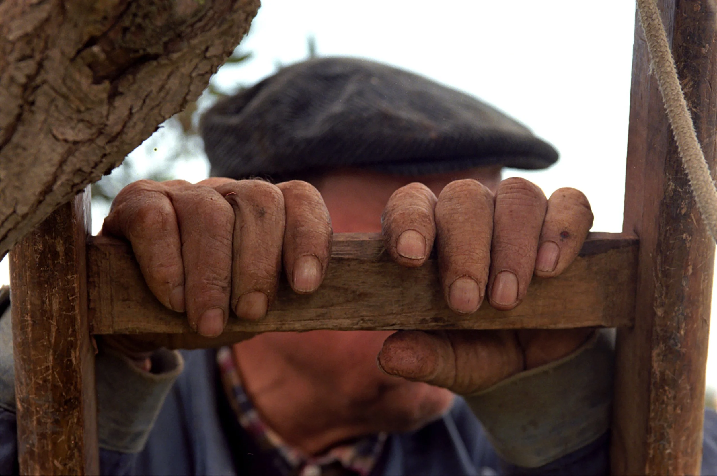 Sicilian Olive Farmer (For Washington Post Travel)