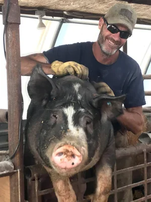 Respecting the Animal: The Case for Secondary Cuts