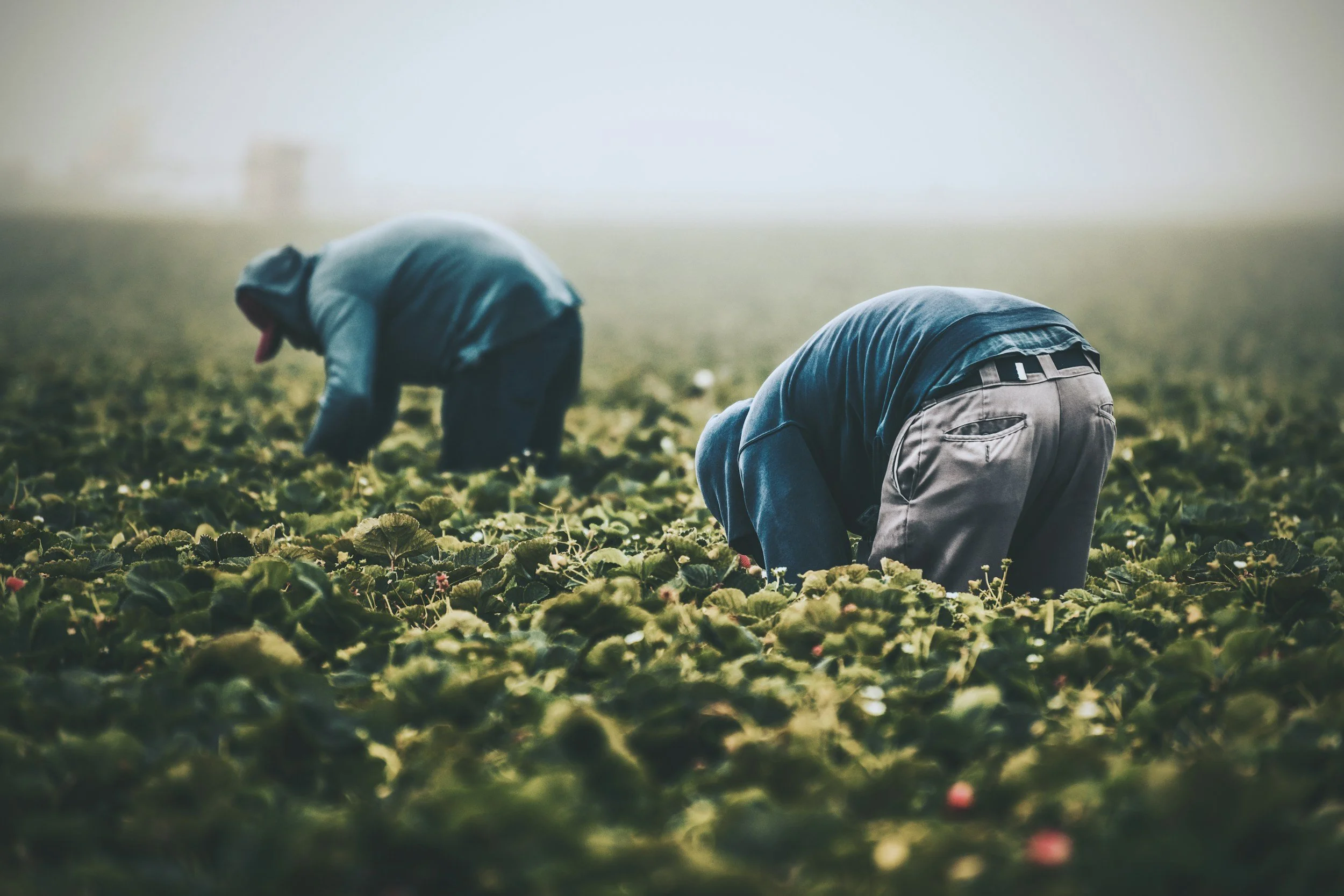 Two people are kneeling down and harvesting crops in a field during the daytime; both are wearing hooded jackets.