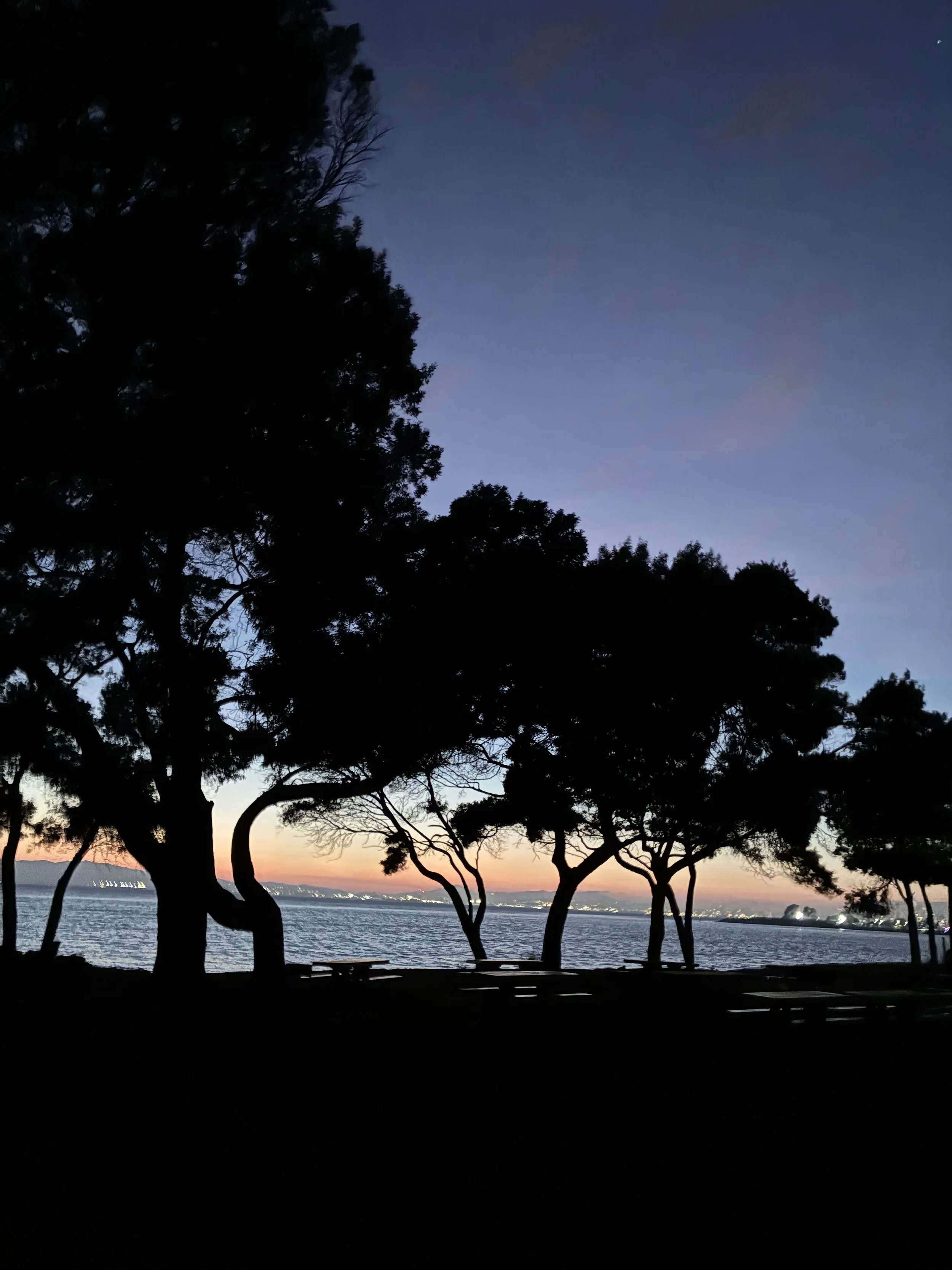 Silhouetted trees along a waterfront at sunset with a colorful sky and distant city lights.