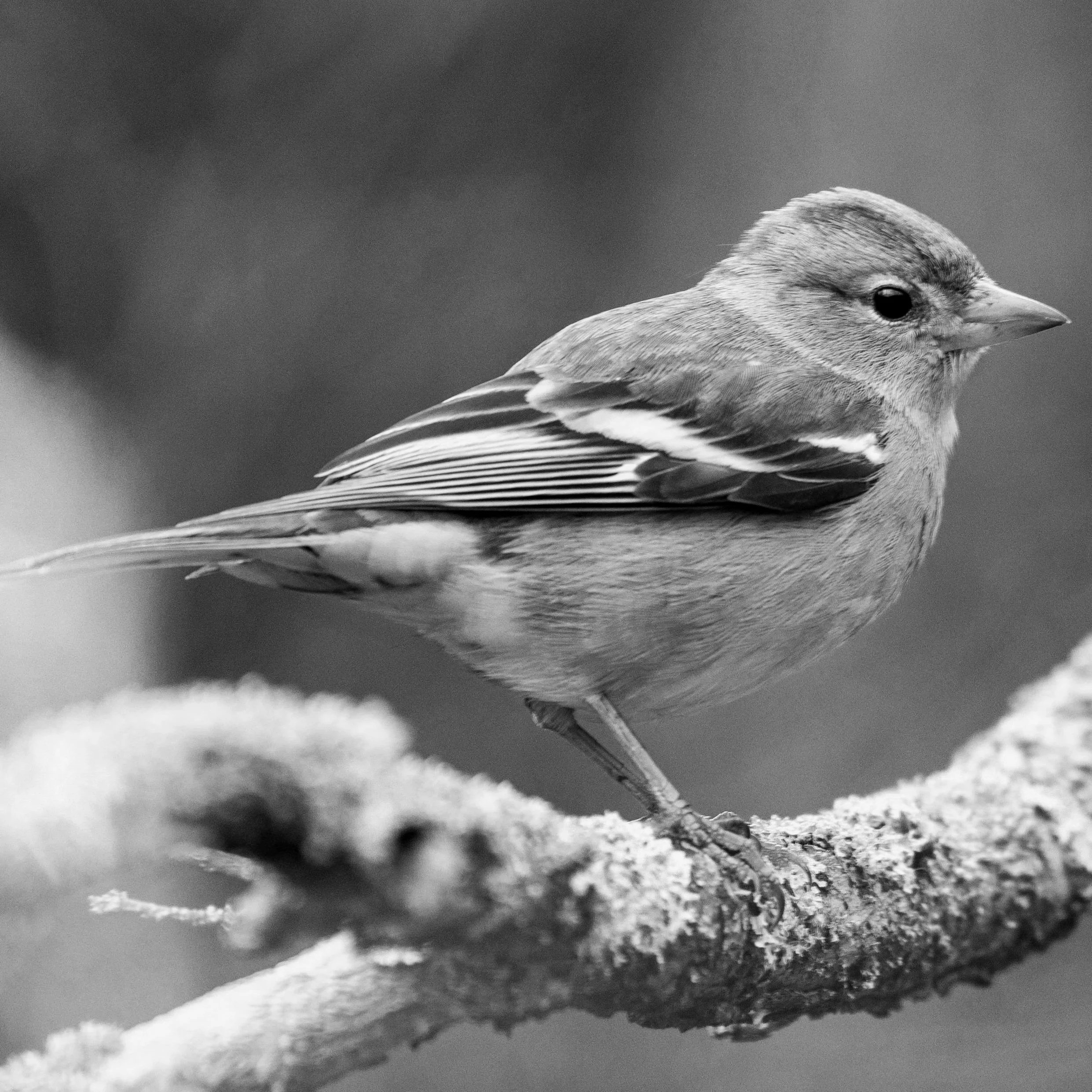 The Clipped Wing