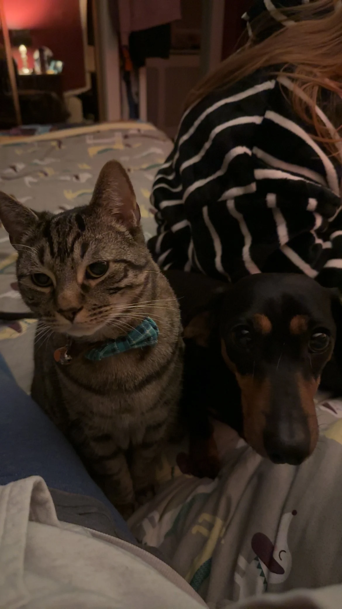 A tabby cat with a blue bow tie sitting next to a black and tan dog on a bed with a patterned blanket. Someone wearing a black and white striped shirt is partially visible in the background.