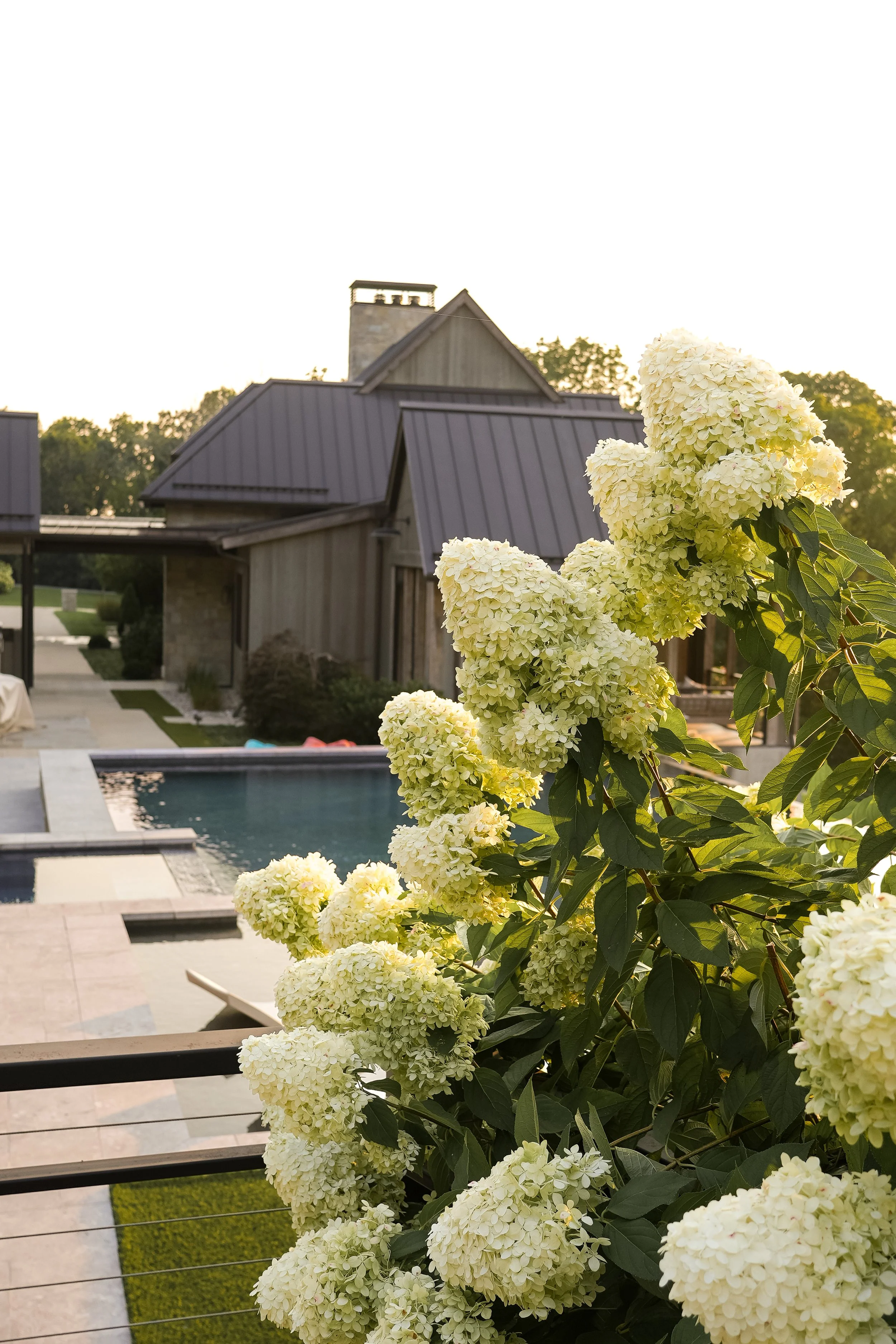 White hydrangea flowers in the foreground with a house that has a metal roof and a chimney in the background, during daytime with soft sunlight.