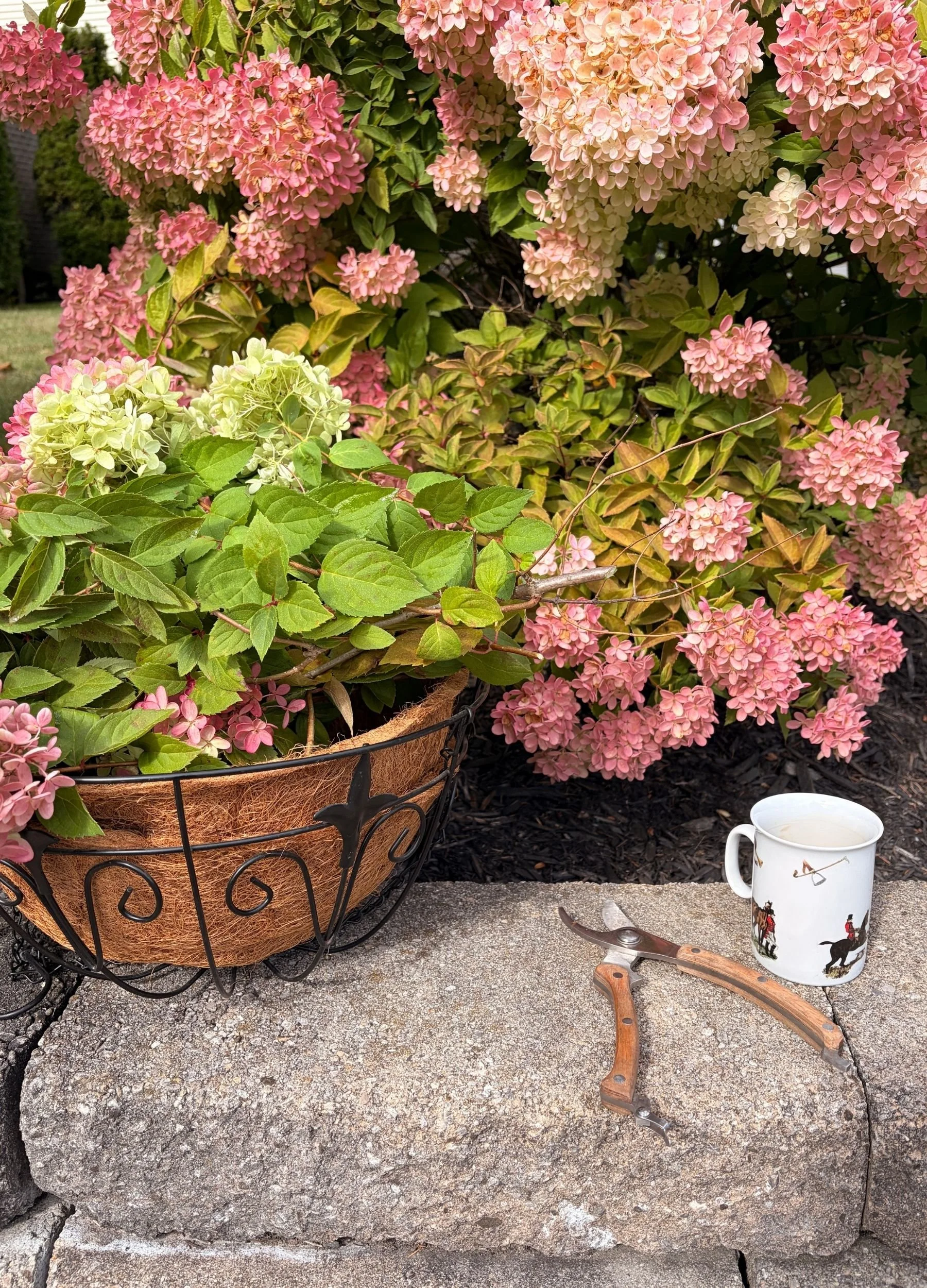 Cutting Hydrangeas for an Autumn Wreath